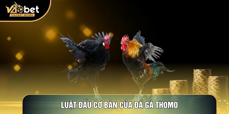 Luật đấu cơ bản của Đá gà Thomo