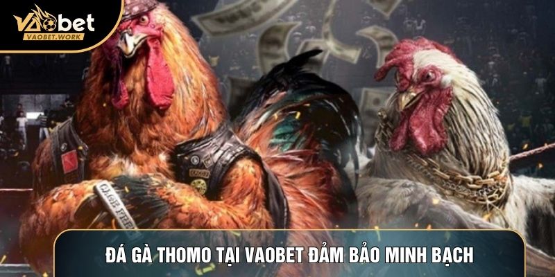 Đá gà Thomo tại Vaobet đảm bảo minh bạch