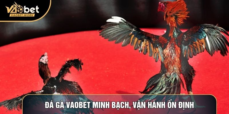 Đá gà Vaobet minh bach, vận hành ổn định